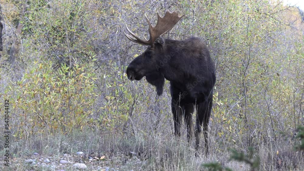 Bull Moose During the Rut in Wyoming in Autumn Bull Moose During the Rut in Wyoming in Autumn