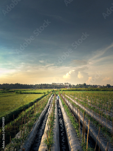 Beautiful landscape of villages around Banyuwangi city, East Java, Indonesia.