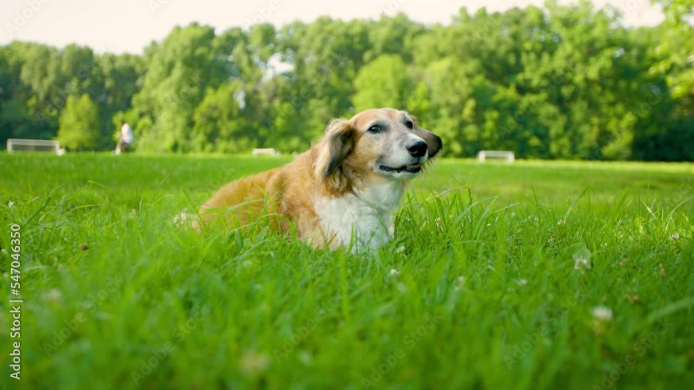 Happy and Healthy Dog Laying and Sitting in Field at Park Happy and Healthy Dog Laying and Sitting in Field at Park