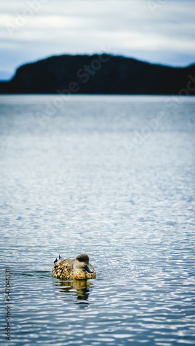 Pato creston patagónico en lago y montaña  photo