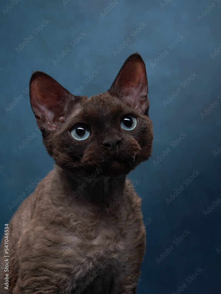 cat breed devon rex on a blue canvas background. Pet portrait in studio
