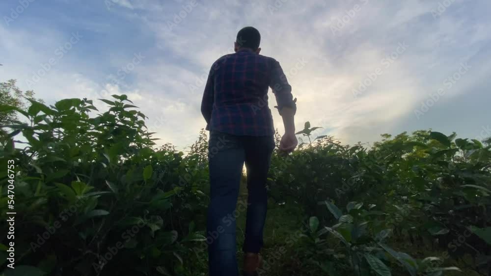 Inspirational low angle view of man walking through vegetation, ecology concept Inspirational low angle view of man walking through vegetation, ecology concept