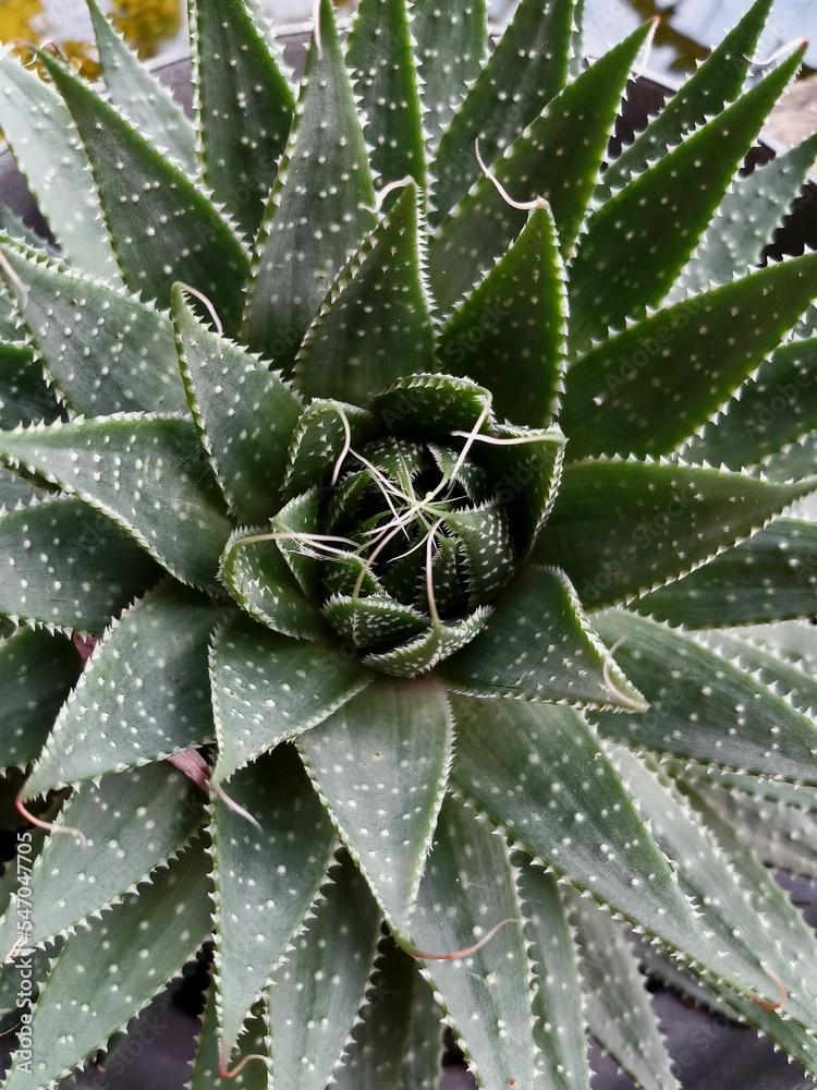 Aloe Aristata, a green ornamental plant with small white thorns, planted in a pot Aloe Aristata, a green ornamental plant with small white thorns, planted in a pot