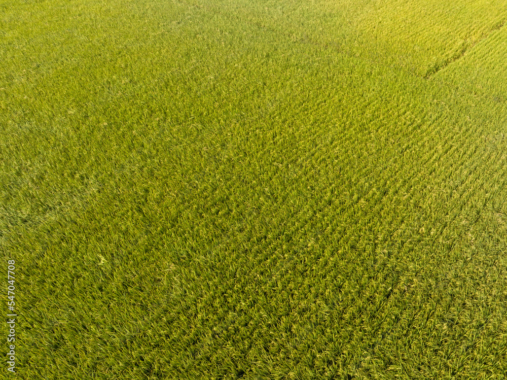 Aerial view of the rice field from drone Aerial view of the rice field from drone