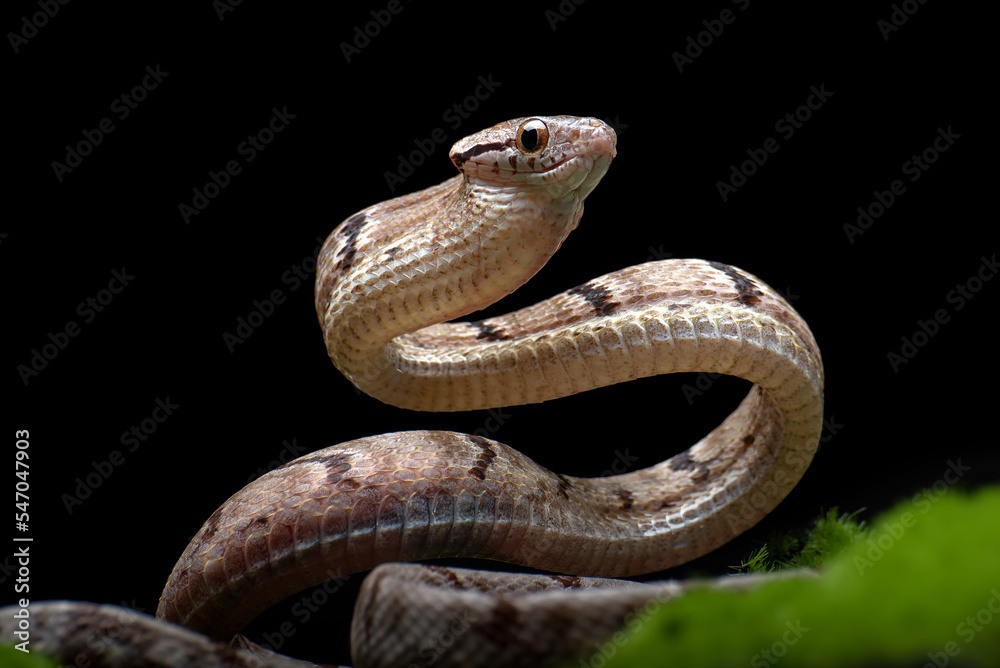 Fototapeta premium Dog-toothed Cat Snake in attack position