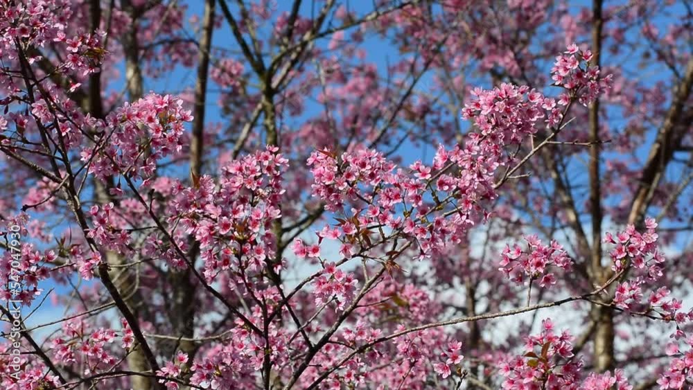 Cherry blossom spring in sunny day Cherry blossom spring in sunny day