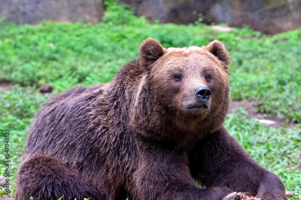 Close-up photo of a grizzly bear Close-up photo of a grizzly bear