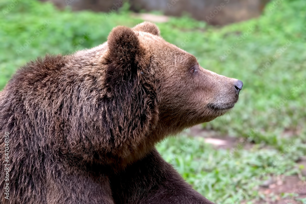 Close-up photo of a grizzly bear Close-up photo of a grizzly bear