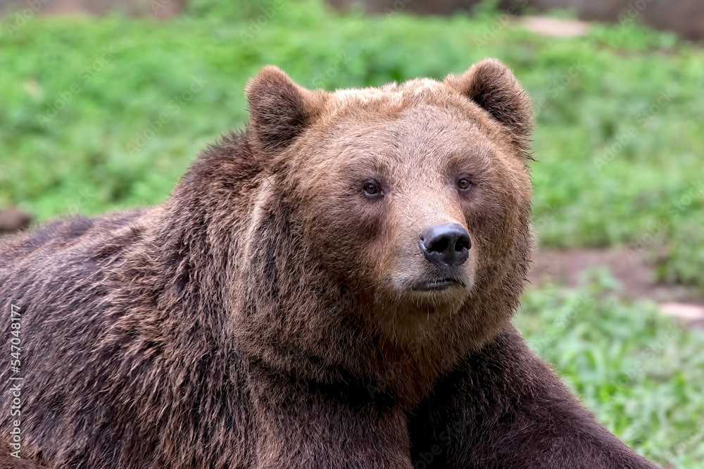 Close-up photo of a grizzly bear 