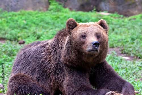 Close-up photo of a grizzly bear 