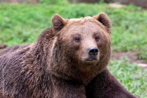 Close-up photo of a grizzly bear 