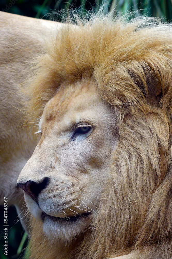 Naklejka premium Portrait of a white lion