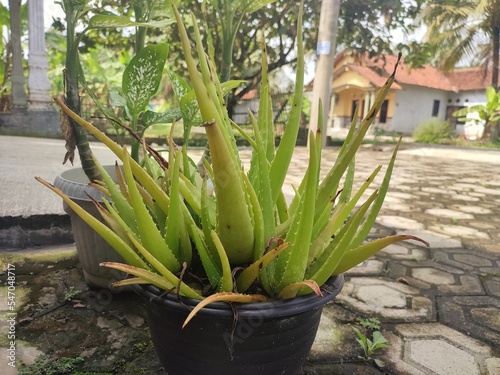 aloe vera plant in a pot 