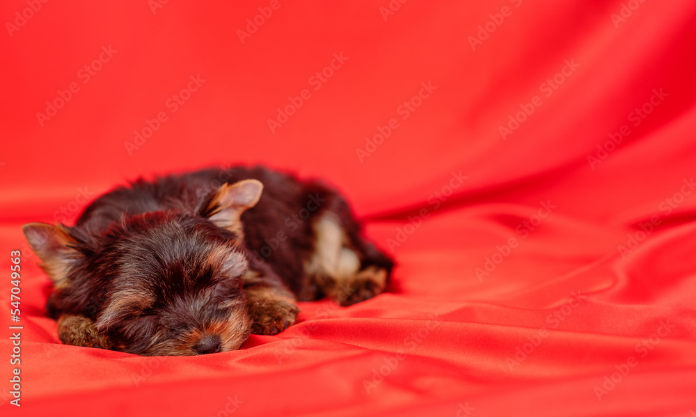 York terrier puppy lying on a red background York terrier puppy lying on a red background