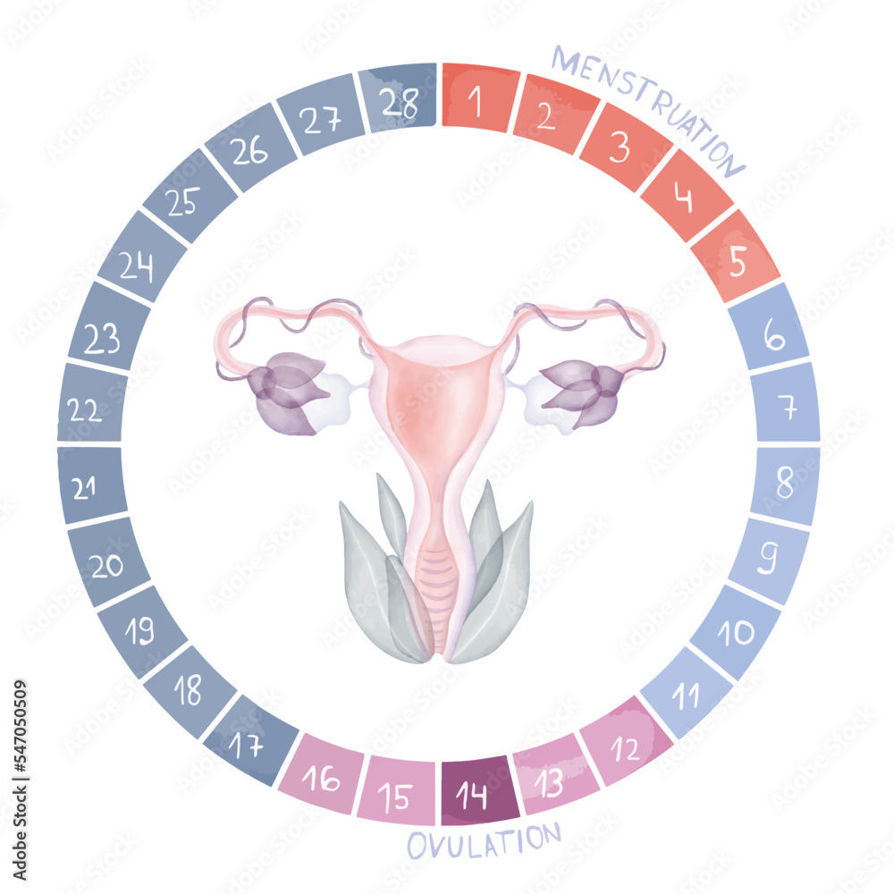 Female menstrual cycle, period cycle scheme, diagram, ovulation