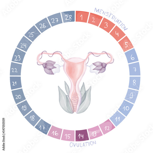 Female menstrual cycle, period cycle scheme, diagram, ovulation, illustration of the uterus, the womb and ovaries scheme, phase of the menstrual cycle, Circular table with ovulation numbers 