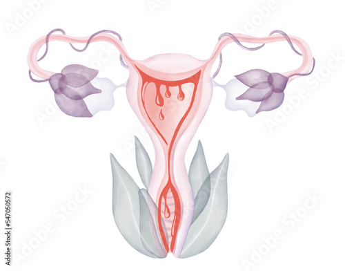 Feminine illustration of menstrual cycle, menstruation phase, bleeding inside of uterus, body positivity, woman reproductive system, floral image, yoni, woman energy concept, vagina during period