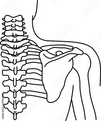 頸椎と肩甲骨の構造 