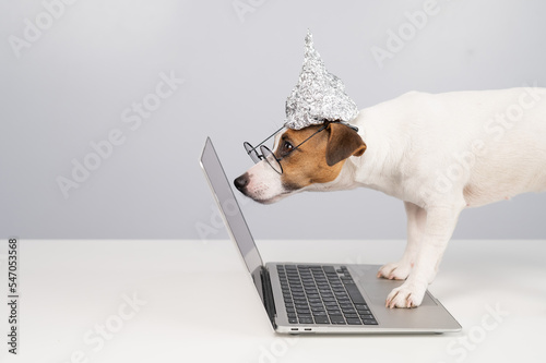 Jack Russell Terrier dog in a tinfoil hat and glasses works at a laptop. 