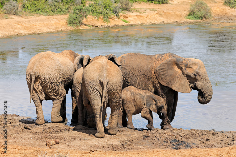 African elephants (Loxodonta africana) at a waterhole, Addo Elephant National Park, South Africa. African elephants (Loxodonta africana) at a waterhole, Addo Elephant National Park, South Africa.