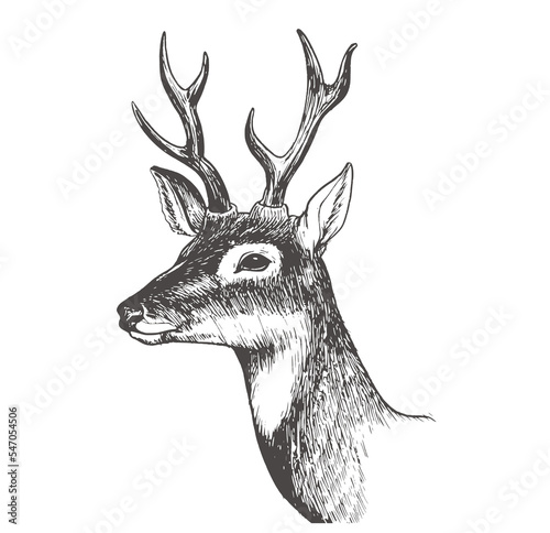 deer head vector