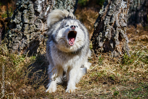 Siberian Husky dog surprised barking on forest grass, barking Husky dog portrait with gray black coat color. Aggressive Husky sled dog breed, outdoor walking with adult pet photo