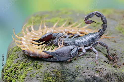 An Asian forest scorpion is ready to prey on a centipede (Scolopendra morsitans) in a pile of dry leaves. This stinging animal has the scientific name Heterometrus spinifer. 