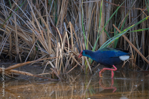 African swamphen (Porphyrio madagascariensis) walking in wetland. Western Cape. South Africa photo