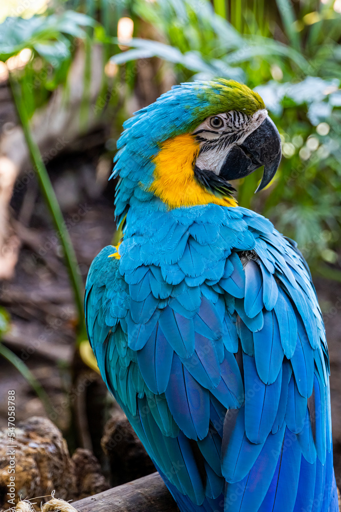 Ara ararauna golden blue macaw, blue and yellow colors, intense colors, beautiful bird perched on a branch, guadalajara