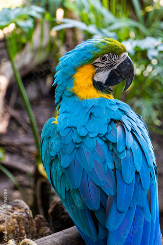 Ara ararauna golden blue macaw, blue and yellow colors, intense colors, beautiful bird perched on a branch, guadalajara