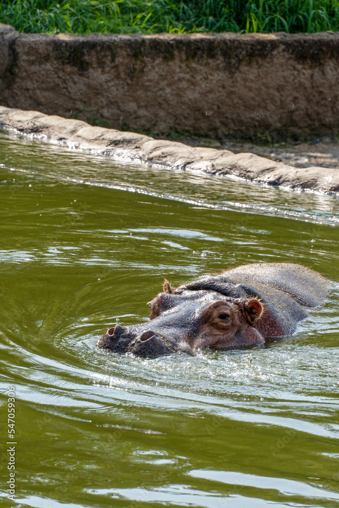 Fototapeta premium Hippopotamus amphibius Hippo inside the refreshing water, mexico