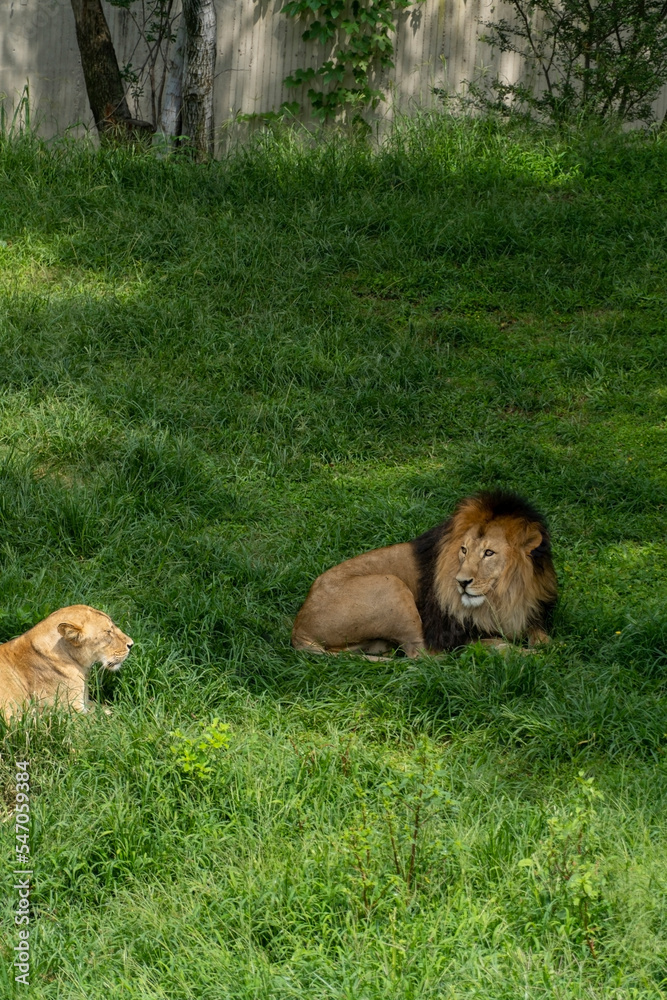 lion and lioness sitting resting on the grass, zoo mexico lion and lioness sitting resting on the grass, zoo mexico