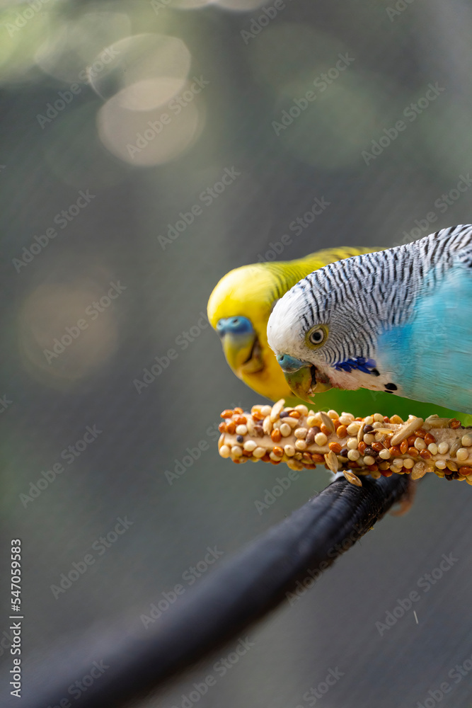 parakeet bird eating seeds standing on a wire, background with bokeh, beautiful colorful bird, mexico