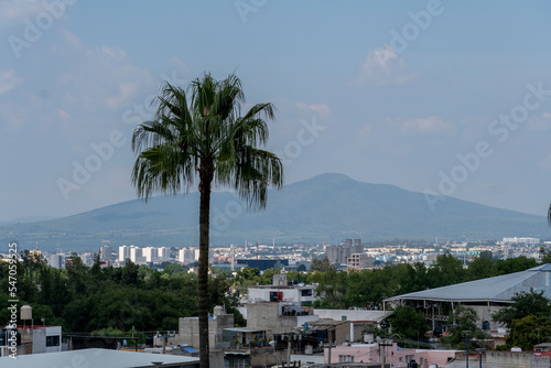 palm tree in the middle of the city, view of houses © Teodosie