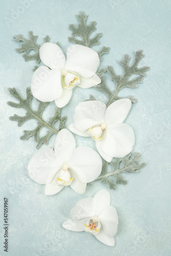 Beautiful flat lay with white orchid blooms on light blue background