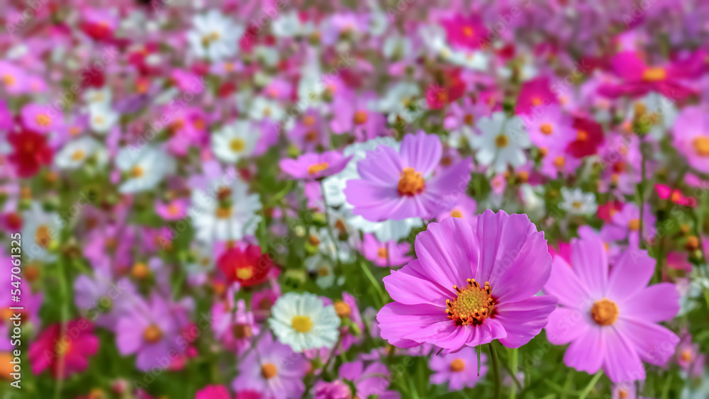 コスモスの花(Cosmos flower) コスモスの花(Cosmos flower)