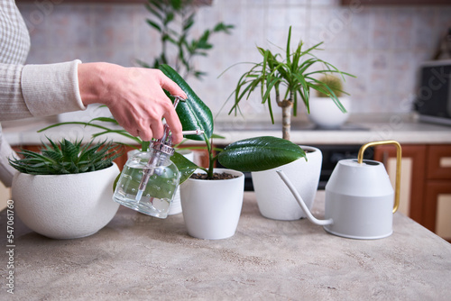 Woman watering Ficus elastica house plant at home