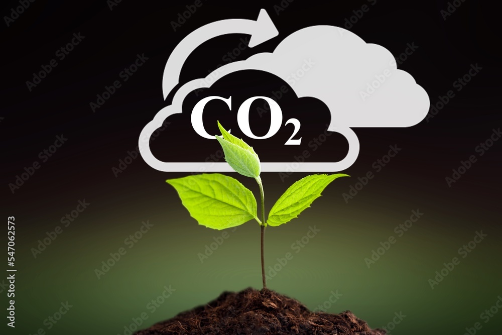 Green plant growing in soil, nature background Green plant growing in soil, nature background
