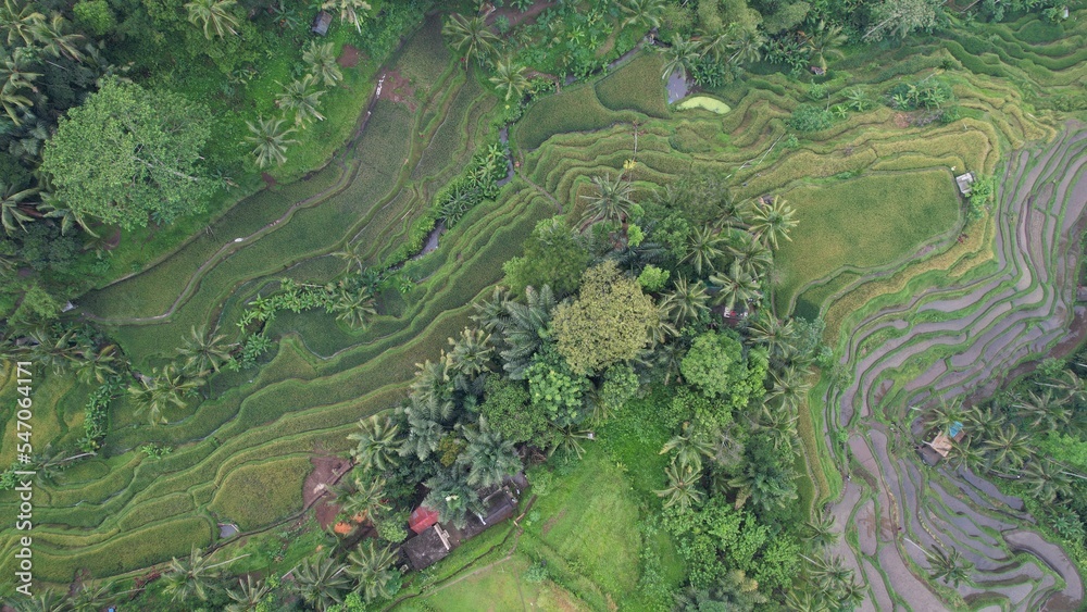 Bali, Indonesia - November 10, 2022: The Tegalalang Terrace Rice Fields