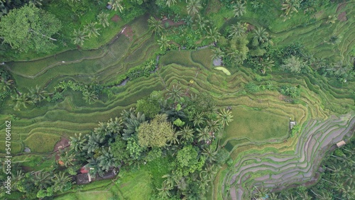 Bali, Indonesia - November 10, 2022: The Tegalalang Terrace Rice Fields