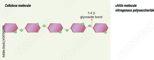 Chain molecule, Biology shape vector