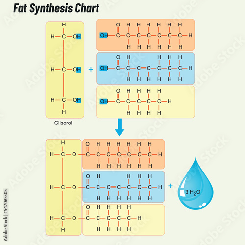 Fat Synthesis Chart. Biology shape vector
