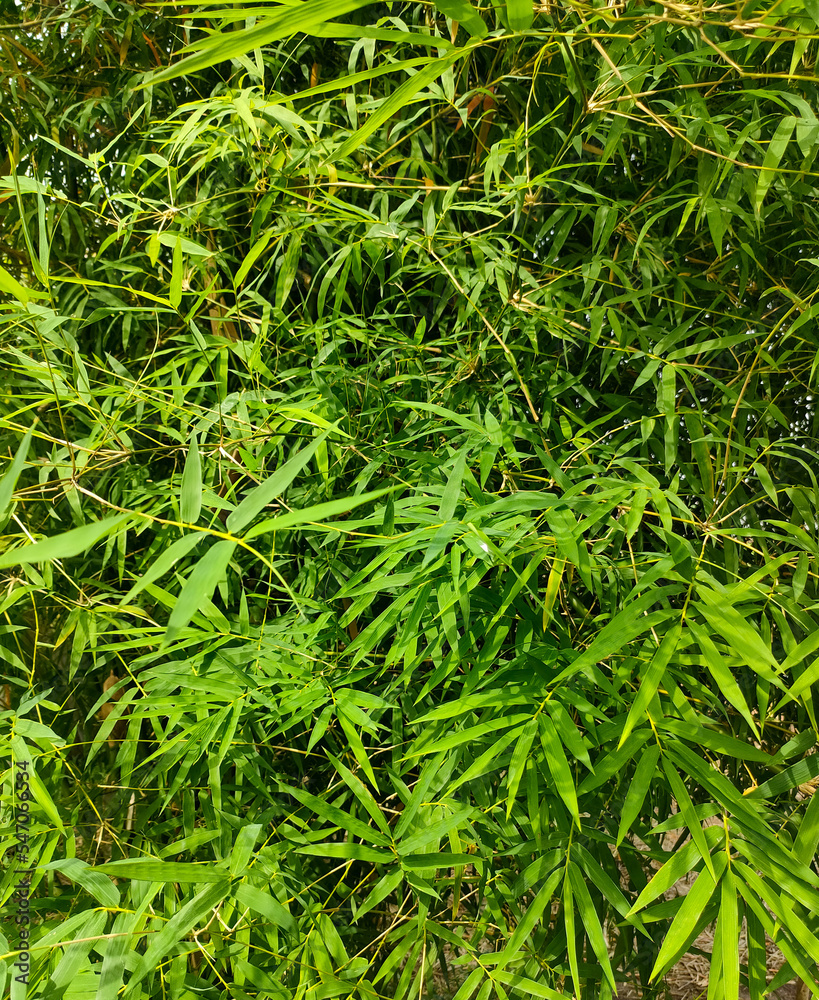 green grass background