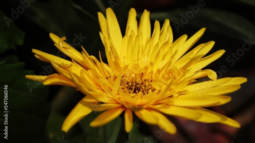 yellow flower photography 