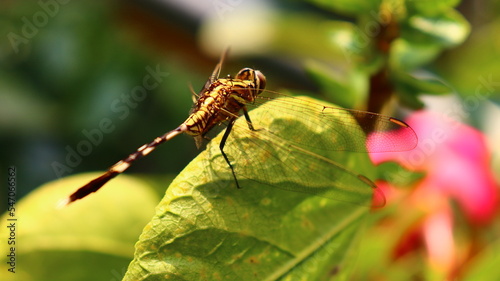 Dragonfly photography 