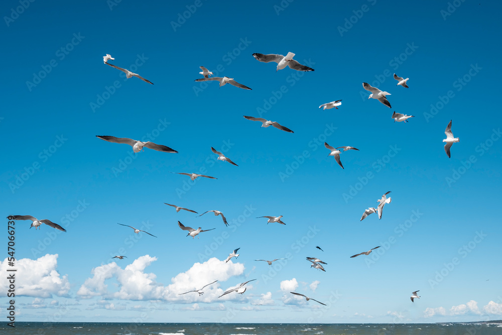 Fototapeta premium A flock of seagulls in flight looking for food. Baltic seagull. Gull hunting for fish.