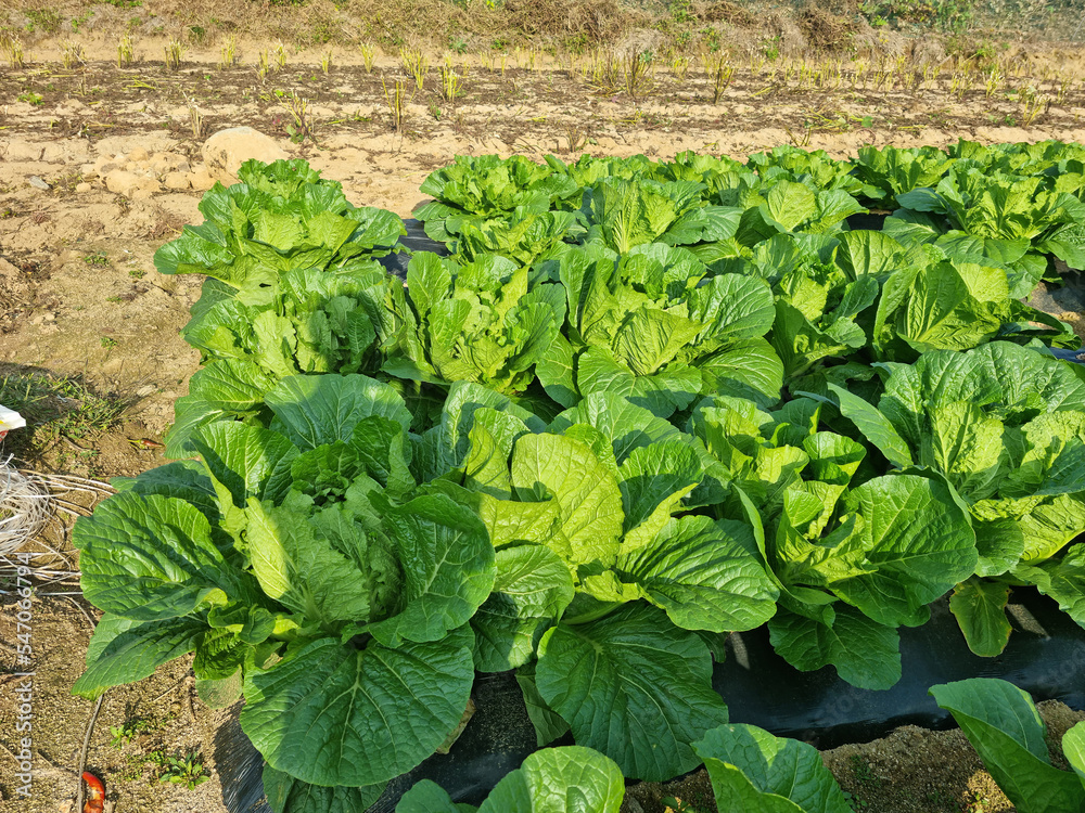 close up fresh green chinese cabbage in the field. close up fresh green chinese cabbage in the field.