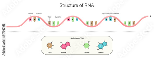 Struture of DNA vector. Ribonucleic acid. Uracil, Adenine, Cytosine and Guanine. Base pair and sugar phosphate backbone. photo
