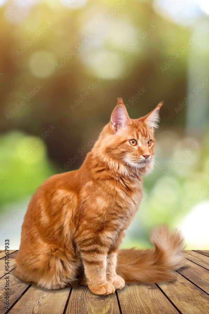 Naklejka premium Cute young cat sit on the street bench