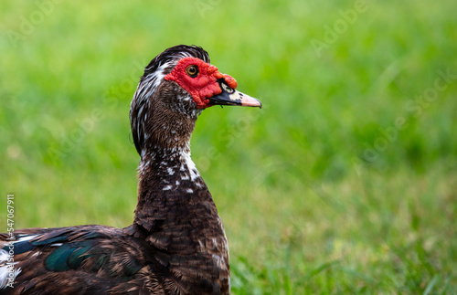 Portrait of a duck on green grass in summer.